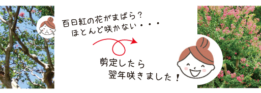 さるすべり花がまばら?剪定したら翌年咲きました(山崎』造園)