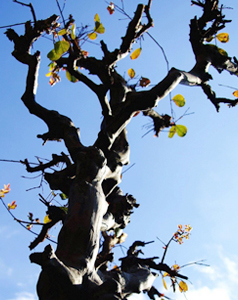 サルスベリの冬剪定