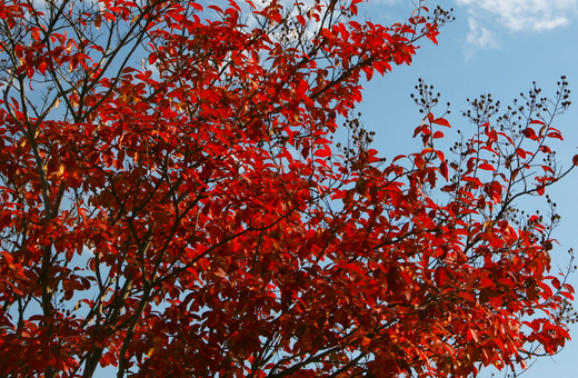 自然樹形のサルスベリの紅葉