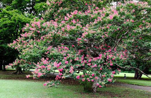 大きく育った見事な自然樹形のサルスベリ