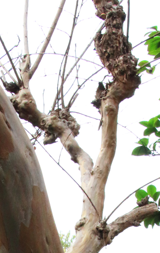サルスベリの瘤仕立て(山崎造園)