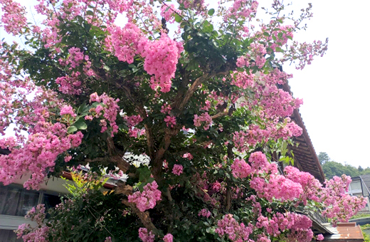サルスベリの剪定時期・植栽・手入れ(兵庫県宍粟市・山崎造園)