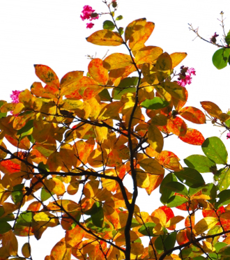 サルスベリの瘤仕立て(山崎造園)