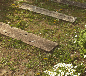 サルスベリ(百日紅)の剪定・2度切り(山崎造園)