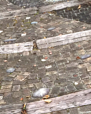 アジサイの紅葉・秋色アジサイ