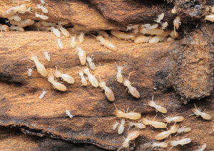 枕木のシロアリ被害