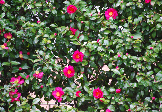 サザンカの生垣の植栽・剪定・手入れ・維持管理(山崎造園:兵庫県宍粟市)