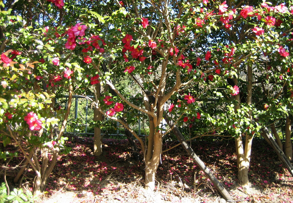 サザンカの生垣の植栽・剪定・手入れ・維持管理(山崎造園:兵庫県宍粟市)