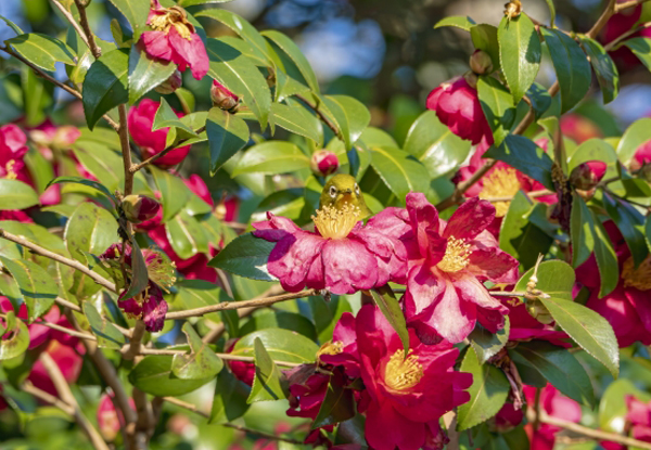サザンカの花の終わり