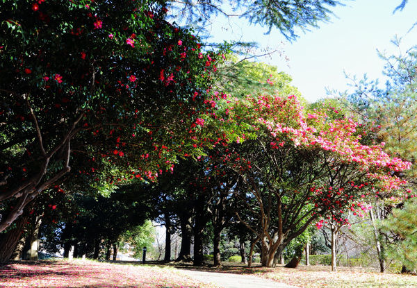 株立ち樹形のサザンカ