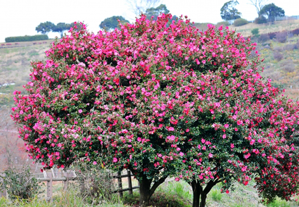 株立ち樹形のサザンカ