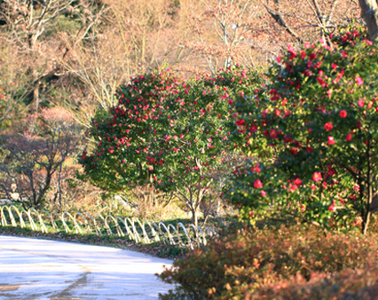 卵型樹形に仕立てたサザンカ