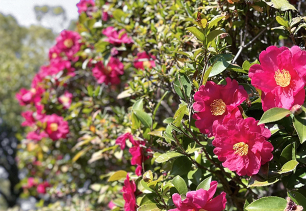 サザンカの花の終わり