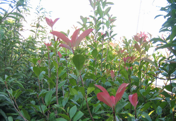 サザンカの新芽