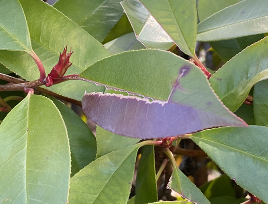 葉っぱのフチが黒く枯れてきた・炭疽病(たんそびょう)のサザンカ