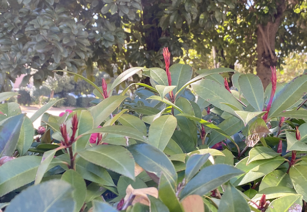 サザンカの芽吹き・葉芽
