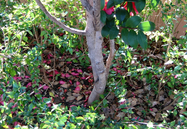 サザンカの肥料やり・寒肥作業