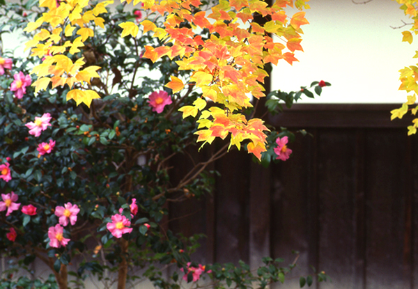 サザンカがある庭