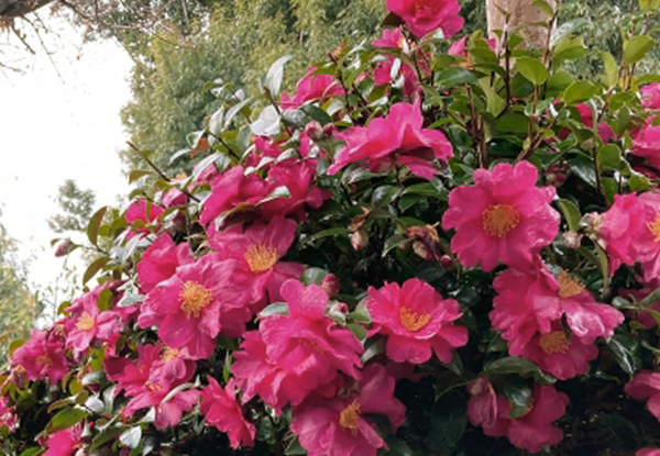 サザンカがある庭