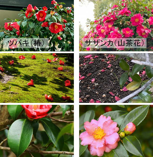 サザンカとツバキの違い・見分け方