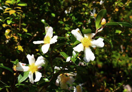 日本原産のサザンカ