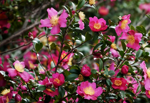 自生種に近いサザンカ群