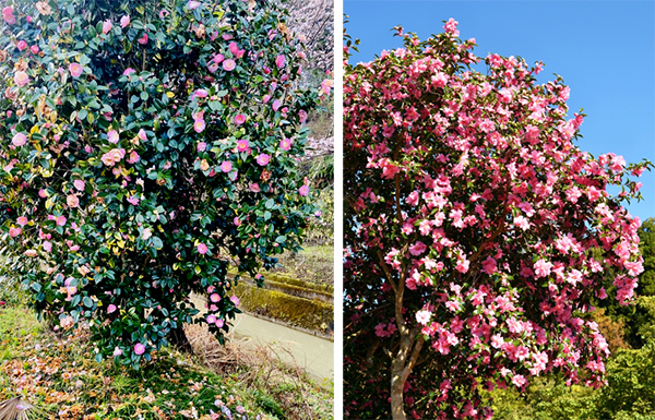卵型樹形のサザンカ