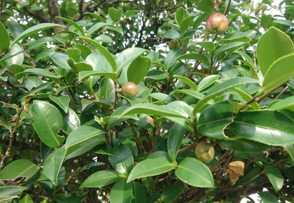 サザンカは花後に果実が実り種が取れます