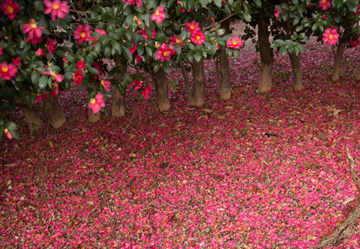 サザンカの生垣・根切り