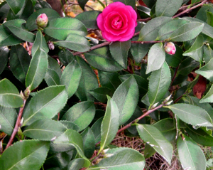 サザンカの枝とつぼみ