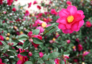 サザンカの生垣(垣根)