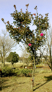 公園に植栽されたサザンカ
