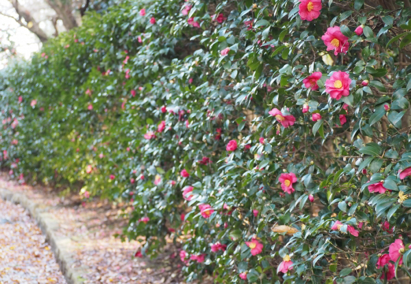 外垣と境栽垣の違い・サザンカの外垣