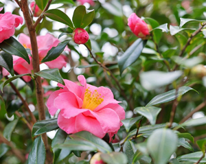 立ち性のサザンカ