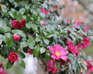 横張り性のサザンカ