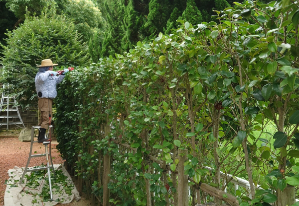 サザンカの生垣の剪定・手入れ