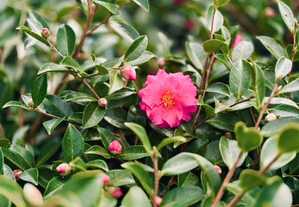 サザンカの生垣の剪定・手入れ