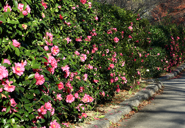 サザンカの生垣がある庭・植栽・剪定・手入れ(山崎造園・兵庫県宍粟市)