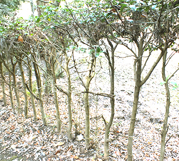 葉っぱが黄色く枯れてきたサザンカ