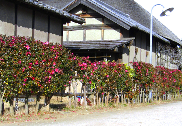 サザンカの生垣の植栽・剪定・手入れ・維持管理(山崎造園:兵庫県宍粟市)