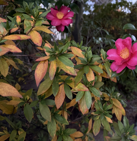 葉っぱが黄色く枯れてきたサザンカ