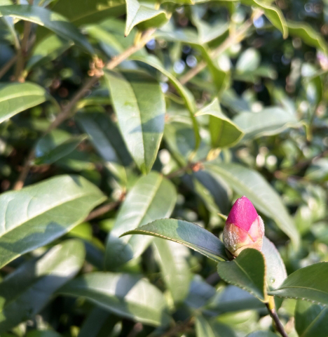 葉っぱが黄色く枯れてきたサザンカ