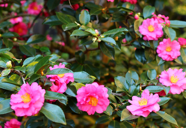 サザンカの生垣・特徴