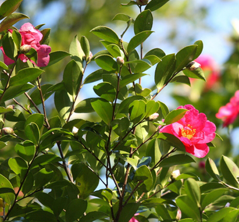 葉っぱが黄色く枯れてきたサザンカ
