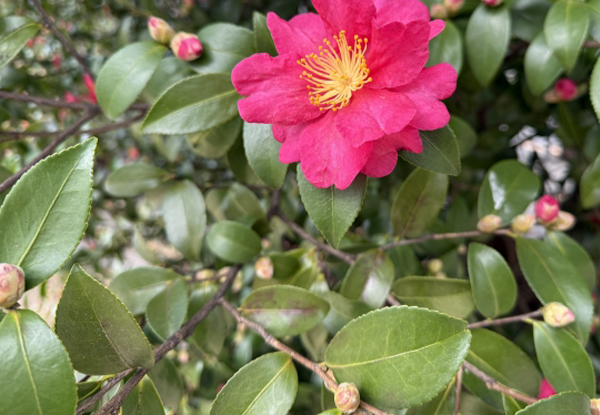 サザンカの手入れ・育て方