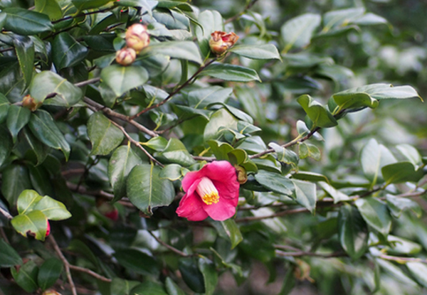 サザンカの生垣・特徴