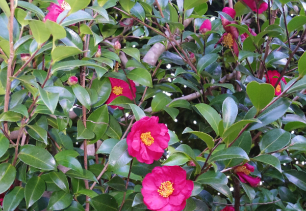 サザンカの特徴・上に伸びる性質の立ち性サザンカ