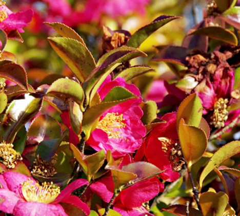 葉っぱが黄色く枯れてきたサザンカ