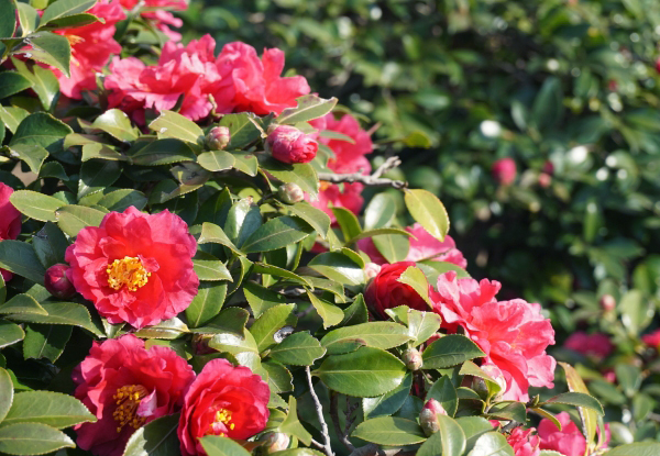 サザンカの丸い樹形の生垣
