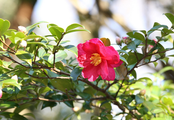 サザンカの生垣(山崎造園・兵庫県宍粟市)